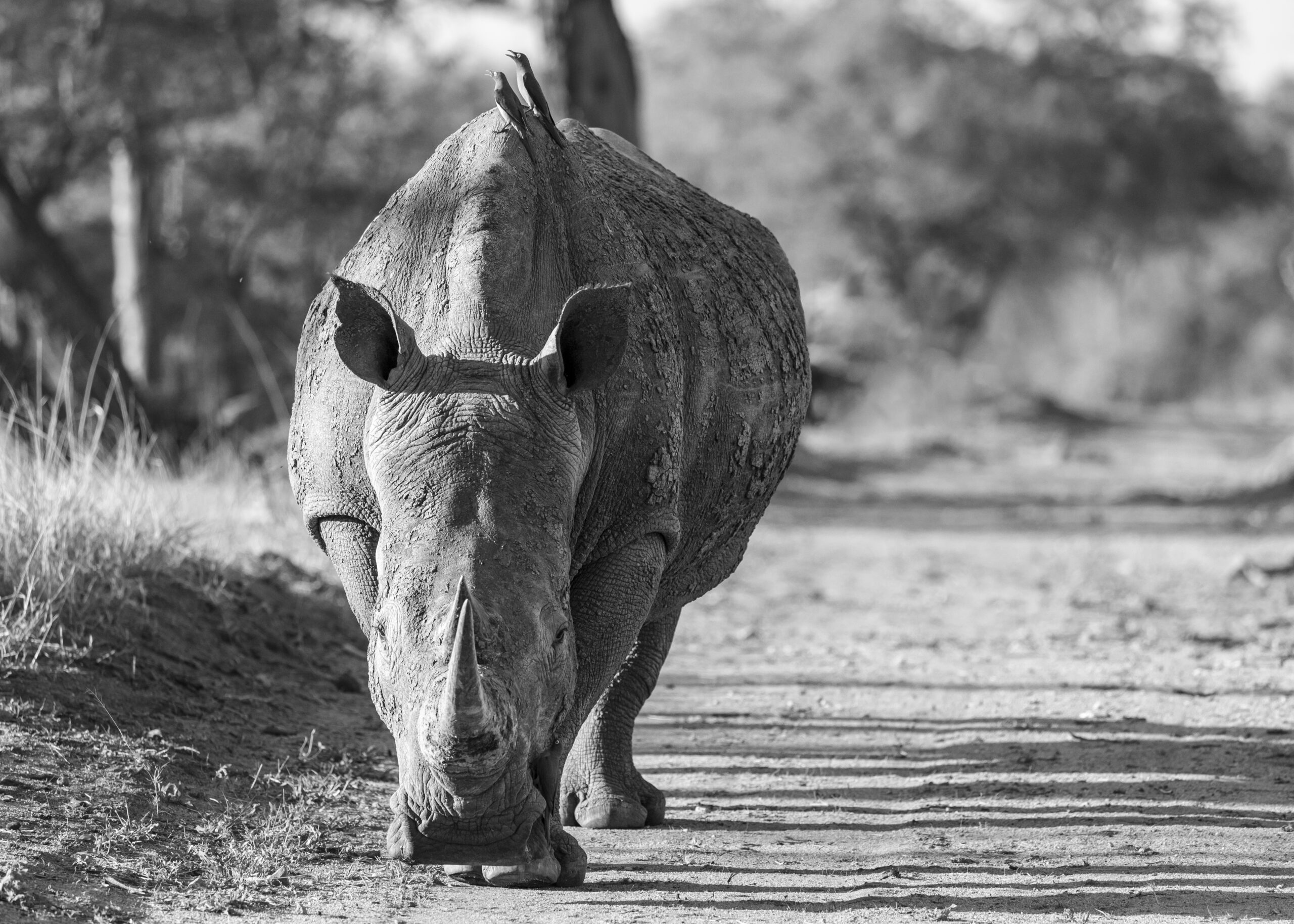 michele-buhofer-photoart_rhino-walking